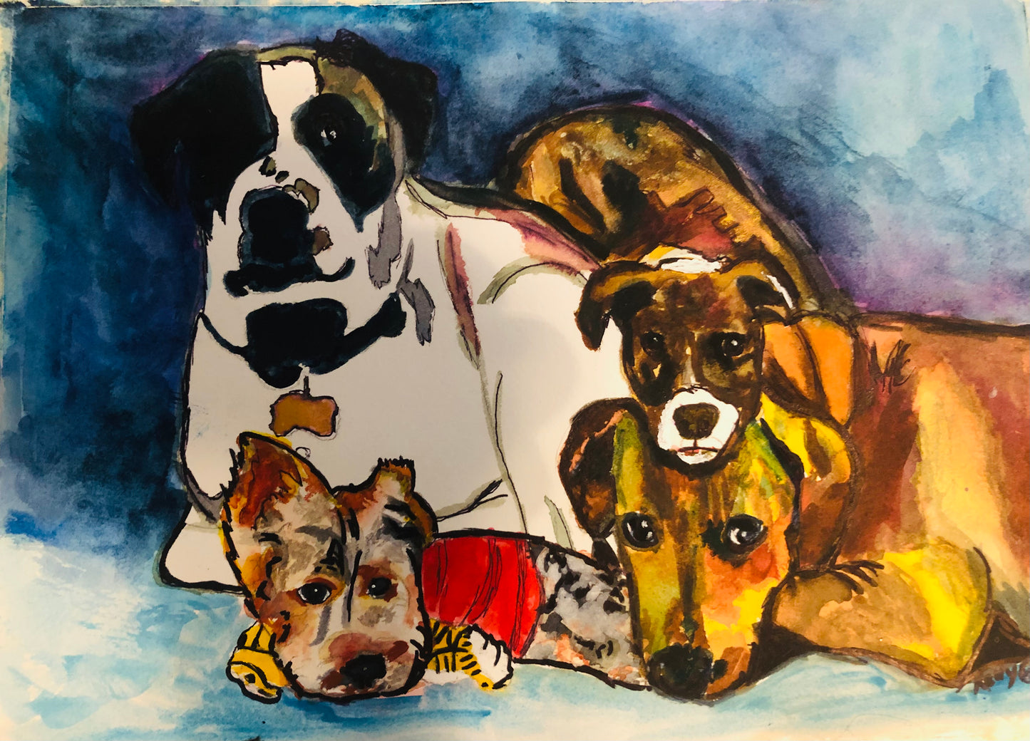 Pet Portraits